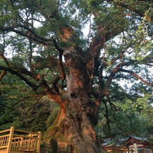蒲生神社の日本一の大楠