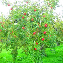 信州のリンゴ畑と秋の風